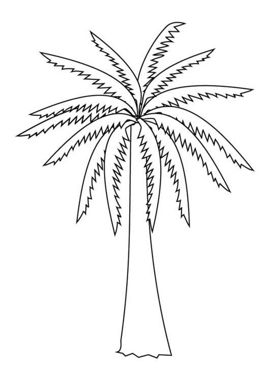 Kleurplaat palmboom