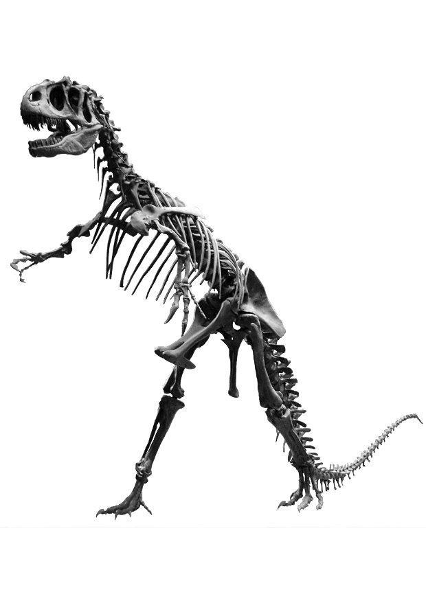 Foto allosaurus skelet