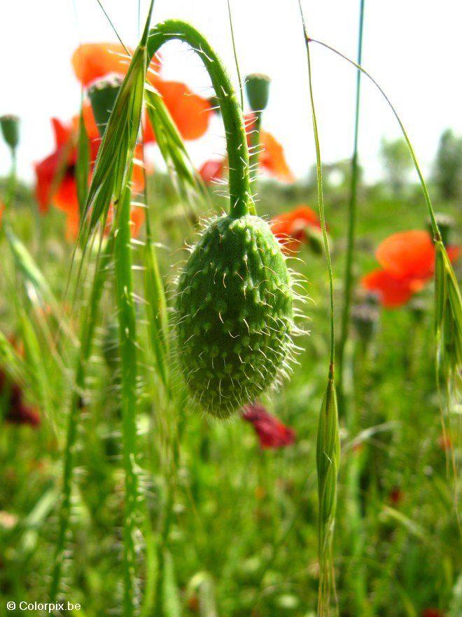 Foto bloemknop klaproos 2