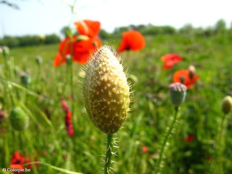 Foto bloemknop klaproos