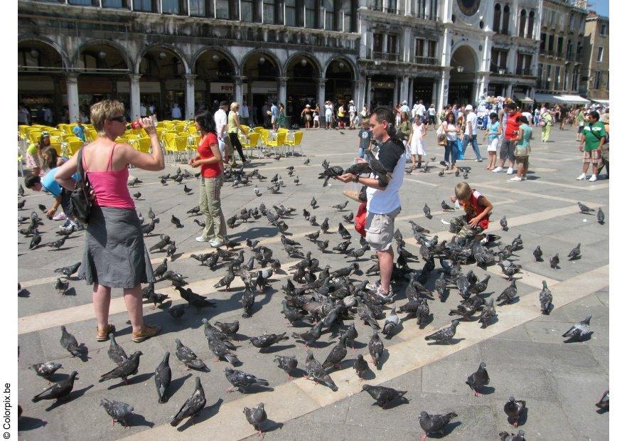 Foto duiven voederen op san marco plein, venetiA«