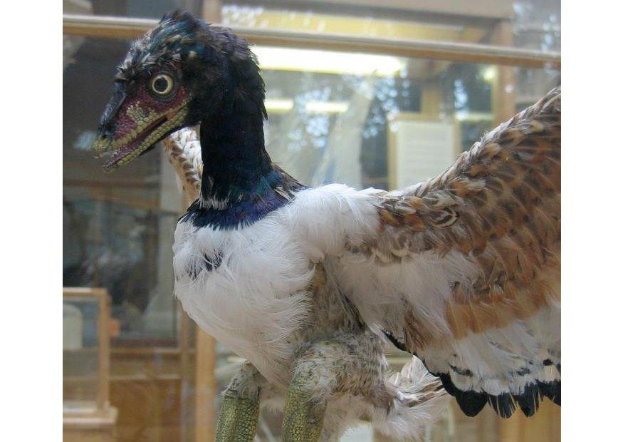 Foto eerste gekende vogel - archaeopteryx (model).