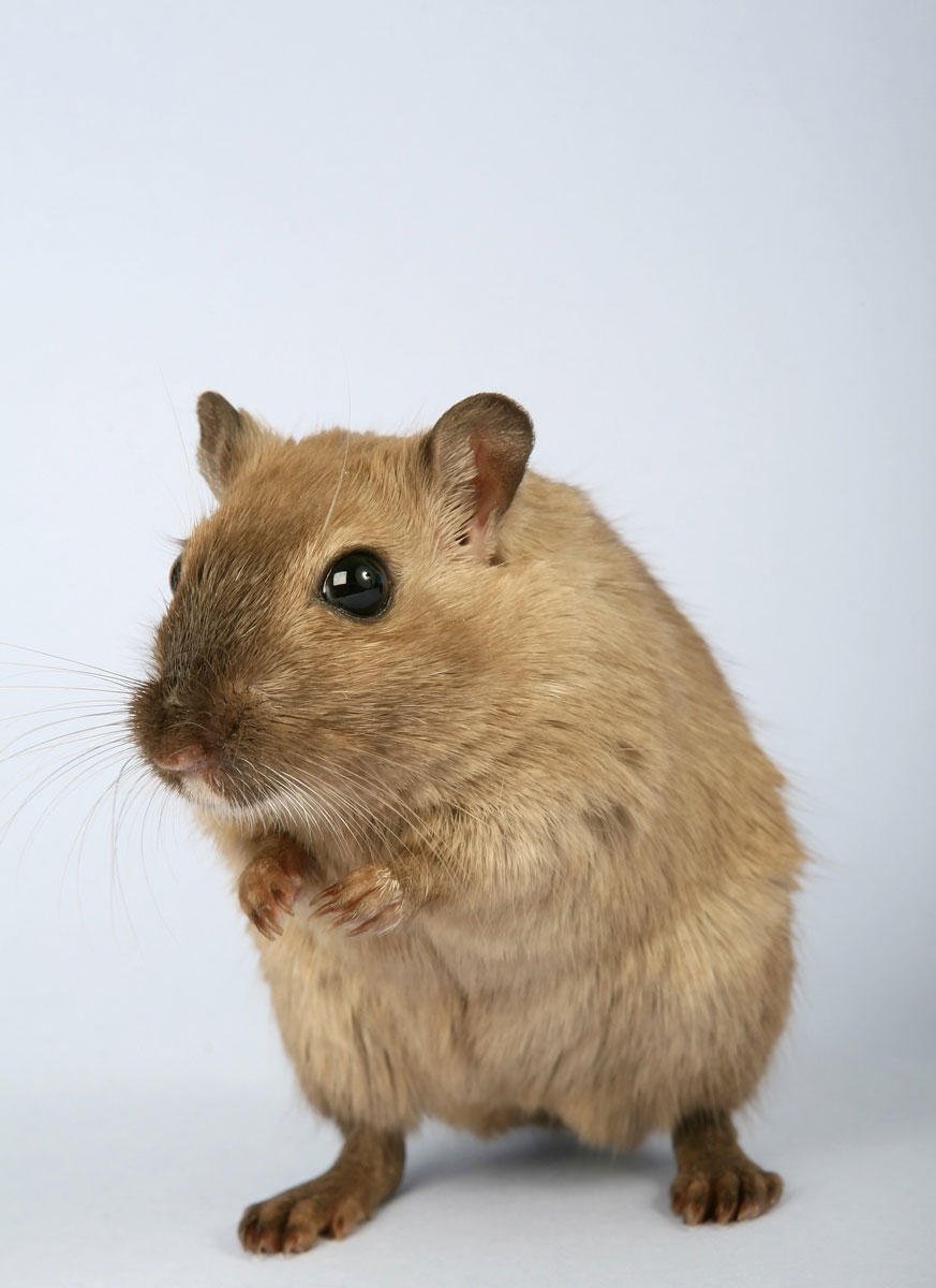 Foto hamster