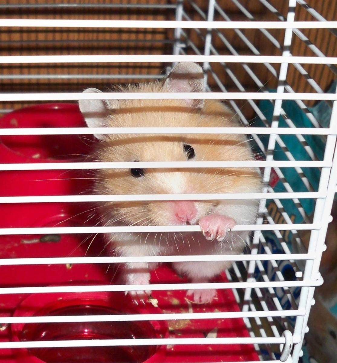 Foto hamster in kooi