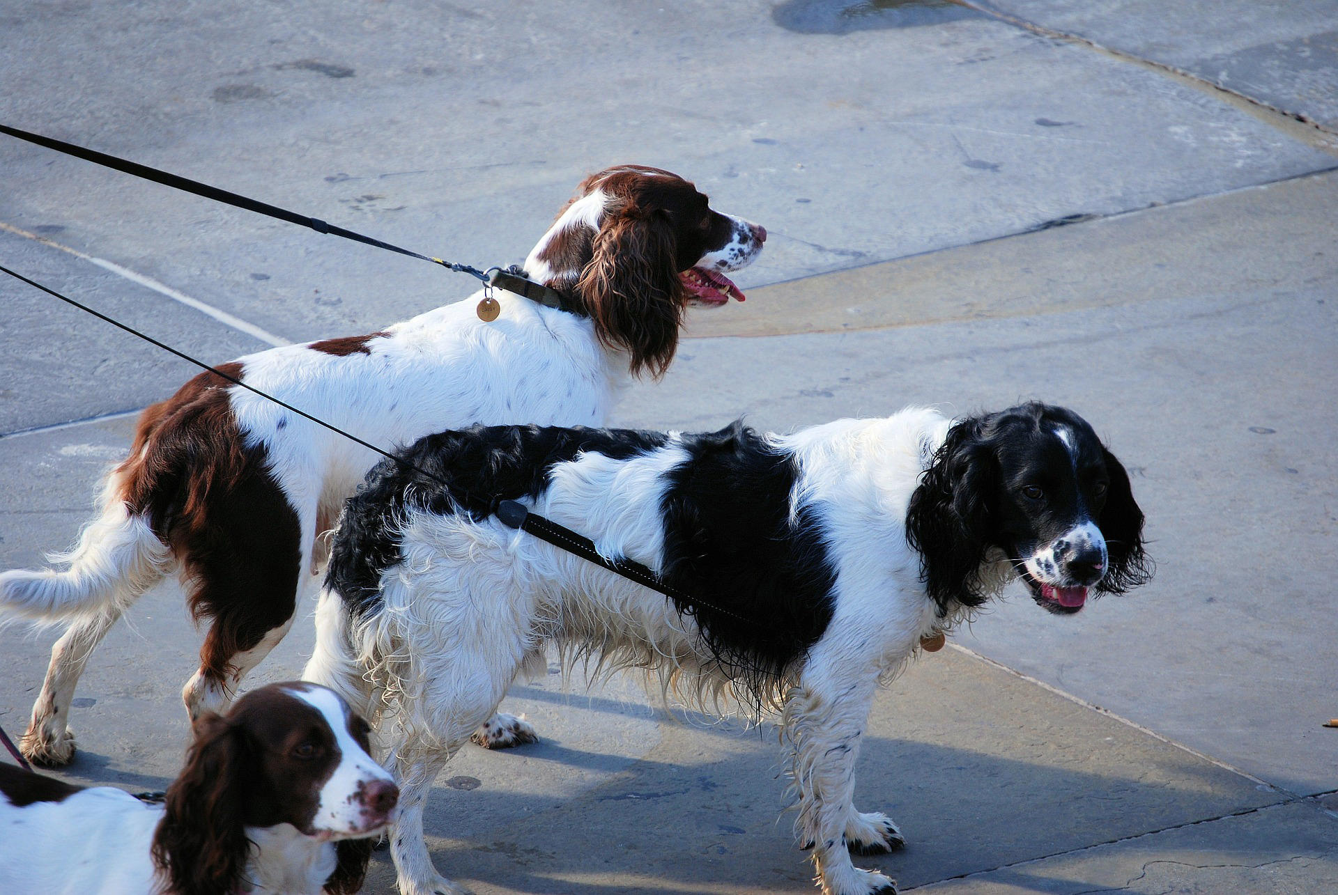 Foto honden aan leiband