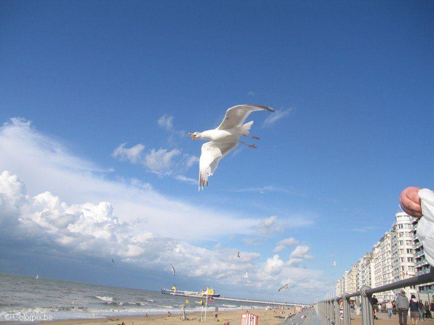 Foto meeuwen aan het strand 