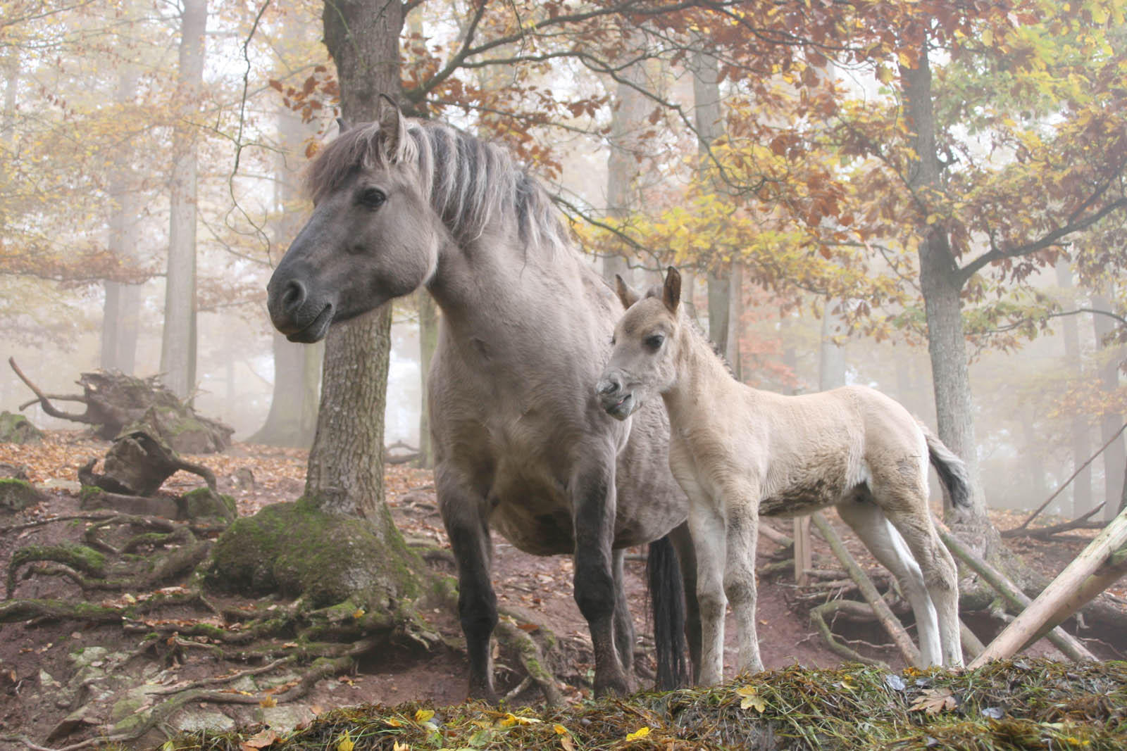 Foto wilde paarden