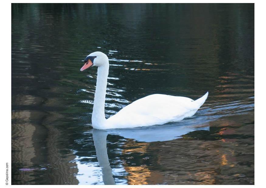 Foto zwaan