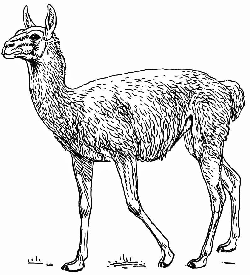 Kleurplaat lama - guanaco