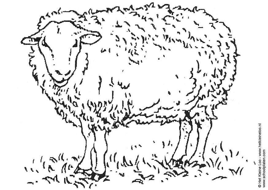 Kleurplaat schaap